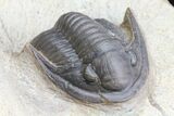Crotalocephalina & Dalejeproetus Trilobite Association #76400-7